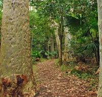 Depot Beach Rainforest walk - Accommodation Ballina
