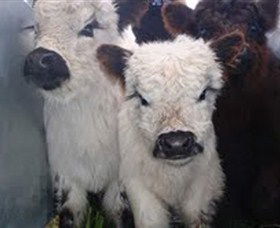 Honeycomb Valley Farm - Accommodation Ballina 3