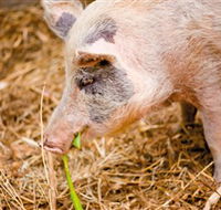 Djanbung Permaculture Gardens - Accommodation Ballina