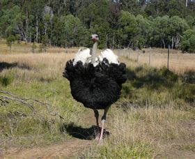 Glen Ian Ostrich And Emu Farm - Accommodation Ballina 1