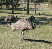 Glen Ian Ostrich and Emu Farm - Accommodation Ballina