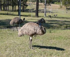 Glen Ian Ostrich And Emu Farm - Accommodation Ballina 0