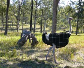 Glen Ian Ostrich And Emu Farm - Accommodation Ballina 2