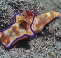 Curtain Artificial Reef Dive Site - Accommodation Ballina