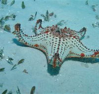 The Pines Dive Site - Accommodation Ballina