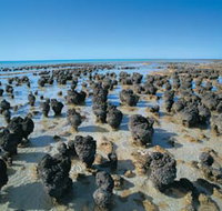 Hamelin Pool Stromatolites - Accommodation Ballina