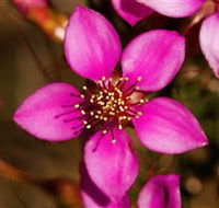 Flora - Accommodation Ballina