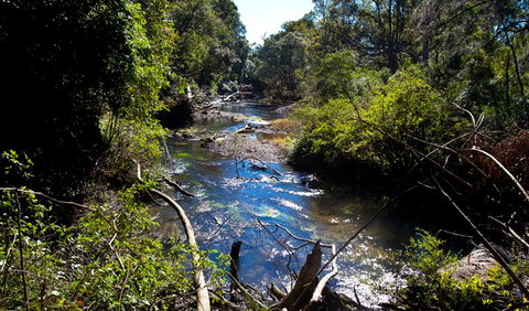 Rainforest Walk - Accommodation Ballina 2