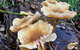 Rainforest Walk - thumb 3