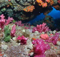 Cherubs Cave Dive Site - Accommodation Ballina