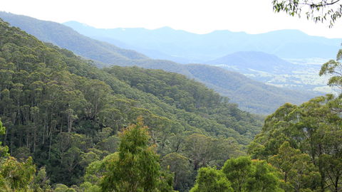 South East Forests National Park - Accommodation Ballina 1