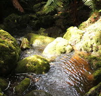 South East Forests National Park - Accommodation Ballina