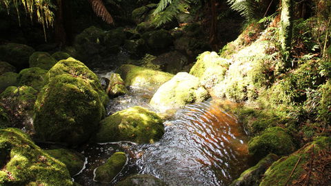South East Forests National Park - Accommodation Ballina 0