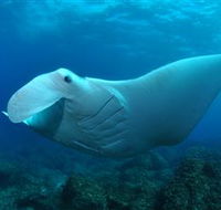 Manta Bommie Dive Site - Accommodation Ballina
