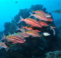 Flat Rock Dive Site - Accommodation Ballina