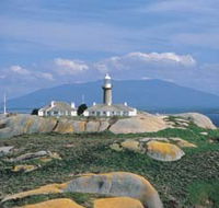 Montague Island Nature Reserve - Accommodation Ballina