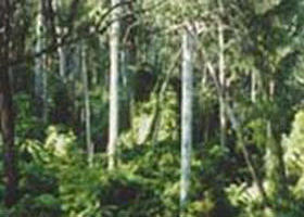 Tonghi Creek VIC Accommodation Ballina