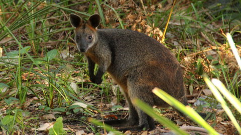 Mimosa Rocks National Park - Accommodation Ballina 1