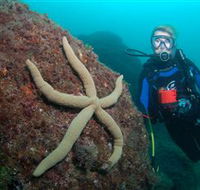 Cook Island Dive Site - Accommodation Ballina