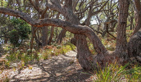 Middle Lagoon Walking Track - Accommodation Ballina 2