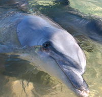 Dolphins of Monkey Mia - Accommodation Ballina