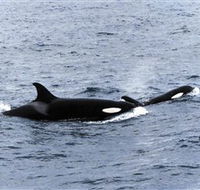 Killer Whale Trail - Accommodation Ballina