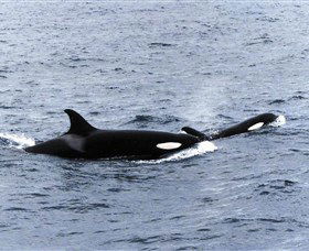 Killer Whale Trail - Accommodation Ballina 0