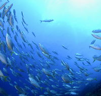 Cape Byron Marine Park - Accommodation Ballina