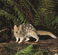 Tarkine Forest Reserve - Accommodation Ballina