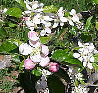 Avro Park Orchards - Accommodation Ballina