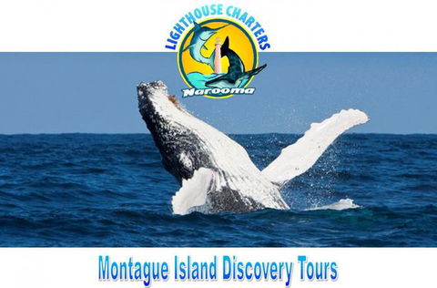 Lighthouse Charters Narooma - Accommodation Ballina 2