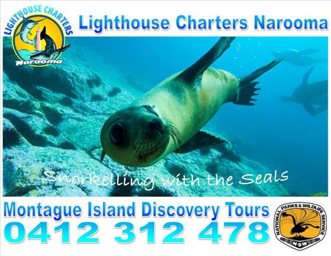 Lighthouse Charters Narooma - Accommodation Ballina 15