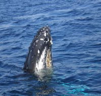 Jervis Bay Whales - Accommodation Ballina