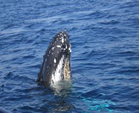 Jervis Bay Whales - Accommodation Ballina 0