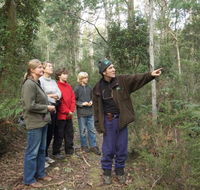 Great Western Tiers Forest Walks Tasmania - Accommodation Ballina