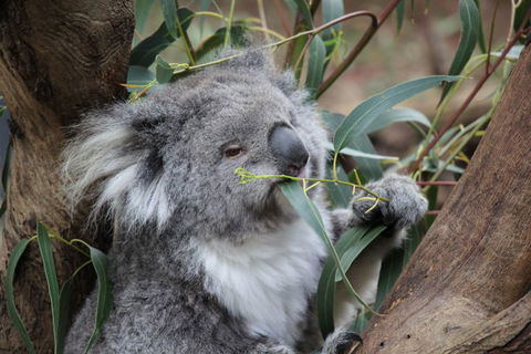Oceania Tours And Safaris - Accommodation Ballina 3