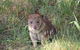 Oceania Tours And Safaris - thumb 7