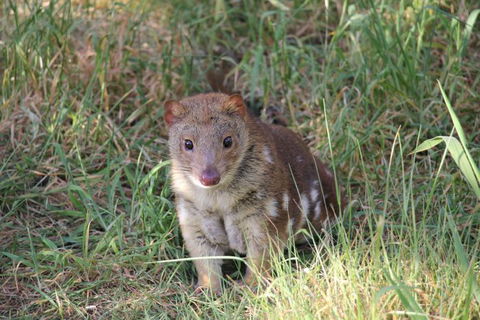 Oceania Tours And Safaris - Accommodation Ballina 8