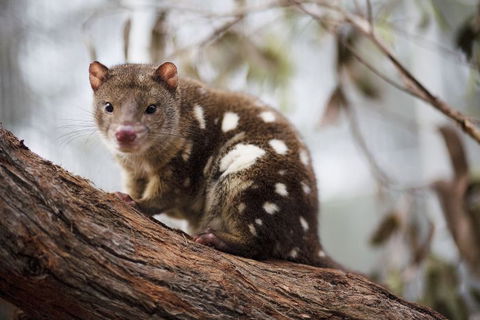 Oceania Tours And Safaris - Accommodation Ballina 22