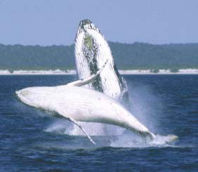 Reel Time Charters Yamba - Accommodation Ballina 3