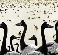 Tin Shed Art Gallery - Accommodation Ballina