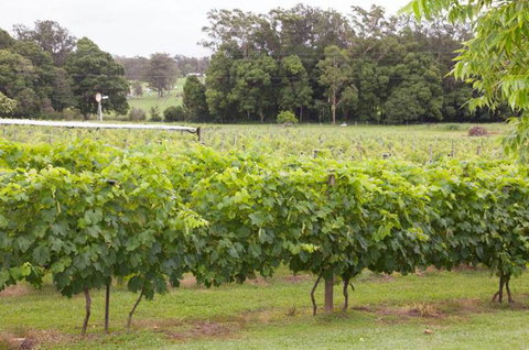 Two Tails Wines - Accommodation Ballina 2