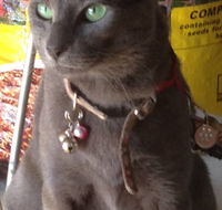 Pets and Saddles - Accommodation Ballina