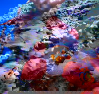 Tropical Marine Centre - Accommodation Ballina