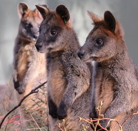 Canberra Wildlife Encounters at Tidbinbilla Nature Reserve - Accommodation Ballina