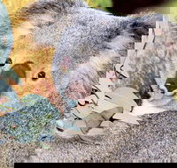 Perth Zoo General Entry Ticket and Sightseeing Cruise - Accommodation Ballina