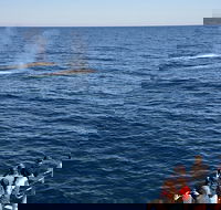 Blue Whale Perth Canyon Expedition - Accommodation Ballina