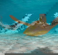 Turtle Eco Adventure Tour in Exmouth - Accommodation Ballina