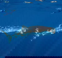 Private Whale Shark or Humpback Whale Swimming Tour - Accommodation Ballina