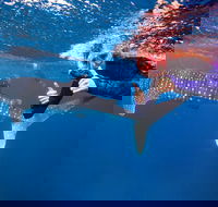 Swim with Whale Sharks- the largest fish in the world - Accommodation Ballina